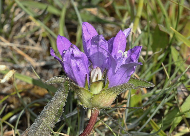 Monti Sibillini